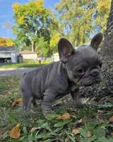 Boo , a female French Bulldog for sale in Green Bay, WI – 4 of 7