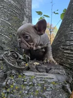 Boo , a female French Bulldog for sale in Green Bay, WI – 3 of 7