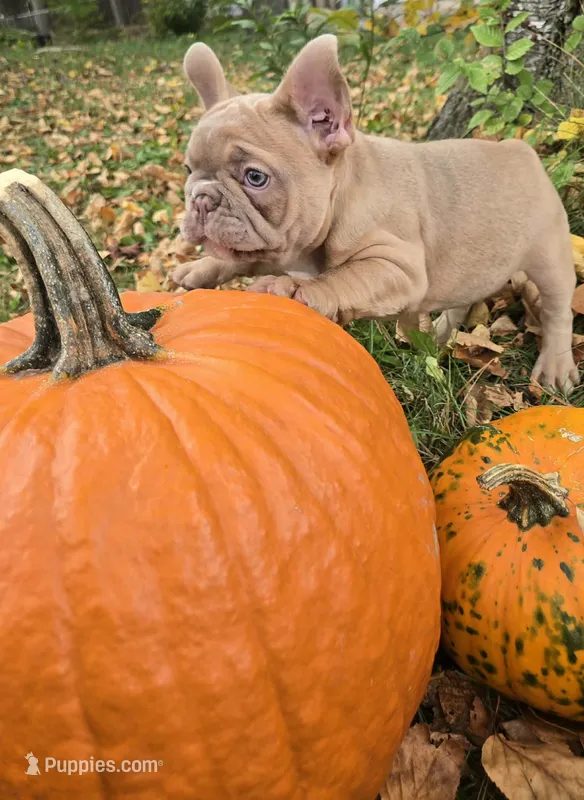 Pumpkin – French Bulldog puppy for sale in Green Bay, WI
