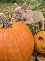Pumpkin, a female French Bulldog for sale in Green Bay, WI – 1 of 4