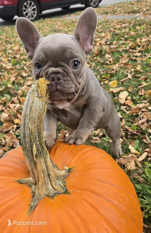 Boo  – French Bulldog puppy for sale in Green Bay, WI