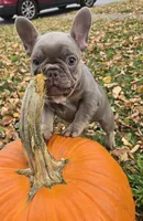 Boo , a female French Bulldog for sale in Green Bay, WI – 1 of 7