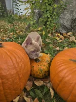 Pumpkin, a female French Bulldog for sale in Green Bay, WI – 3 of 4
