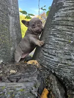 Boo , a female French Bulldog for sale in Green Bay, WI – 6 of 7