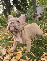 Pumpkin, a female French Bulldog for sale in Green Bay, WI – 4 of 4