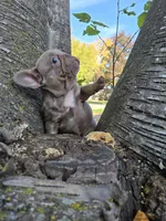 Boo , a female French Bulldog for sale in Green Bay, WI – 2 of 7
