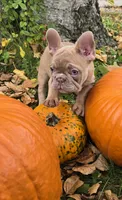 Pumpkin, a female French Bulldog for sale in Green Bay, WI – 2 of 4