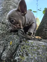 Boo , a female French Bulldog for sale in Green Bay, WI – 5 of 7