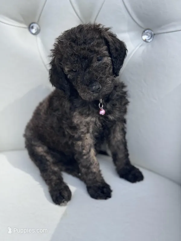 Pink Girl – Goldendoodle puppy for sale in Blytheville, AR
