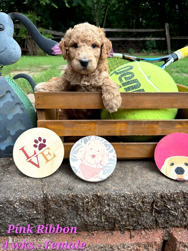 Pink Ribbon- ON HOLD – Goldendoodle puppy for sale in Edmond, OK