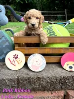 Pink Ribbon- ON HOLD, a female Goldendoodle for sale in Edmond, OK – 1 of 4