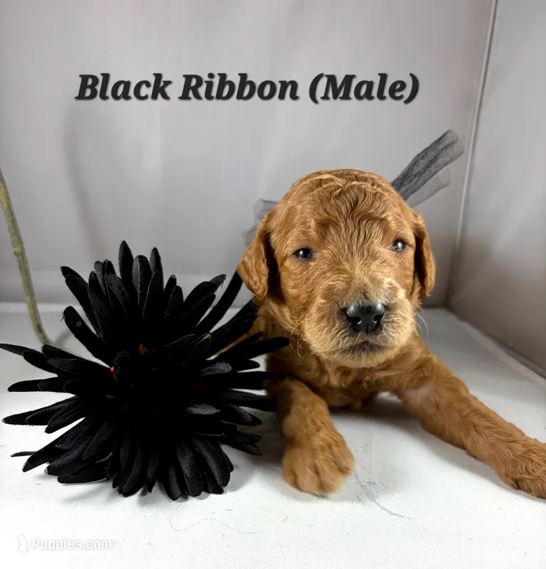 BLACK RIBBON  – Goldendoodle puppy for sale in Edmond, OK