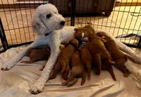 RED RIBBON- I'M AVAILABLE! , a male Goldendoodle for sale in Edmond, OK – 6 of 6