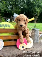 WHITE RIBBON- CHOOSE ME!, a male Goldendoodle for sale in Edmond, OK – 3 of 6