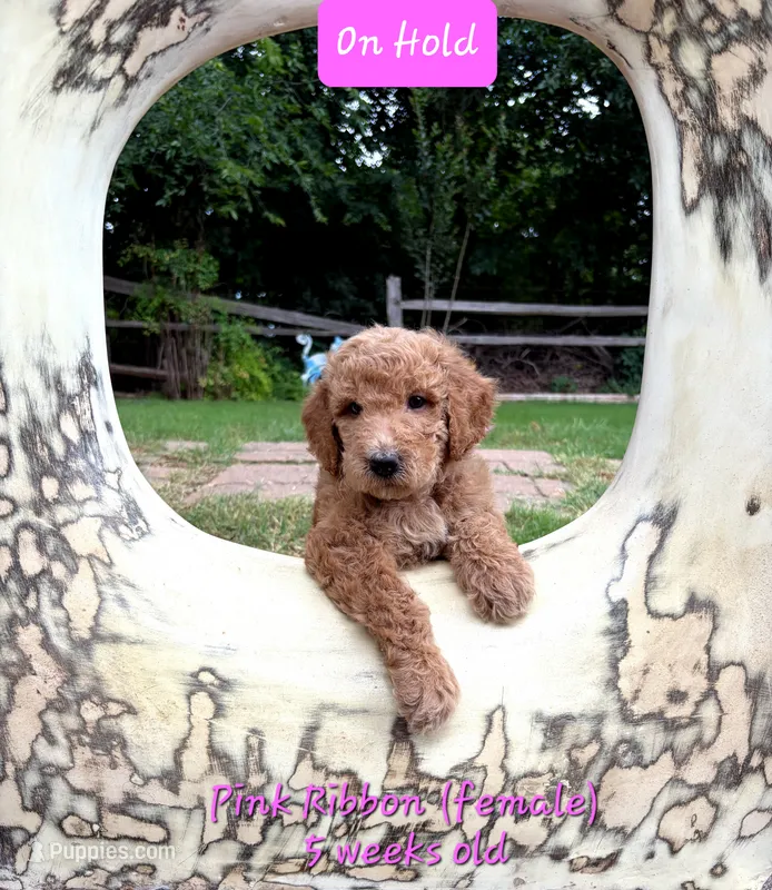 Pink Ribbon- ON HOLD – Goldendoodle puppy for sale in Edmond, OK