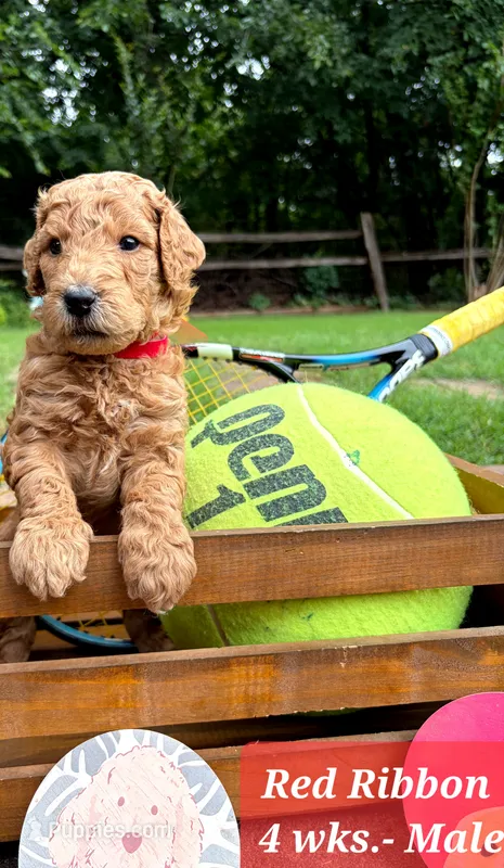 RED RIBBON  – Goldendoodle puppy for sale in Edmond, OK