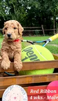 RED RIBBON- I'M AVAILABLE! , a male Goldendoodle for sale in Edmond, OK – 4 of 6