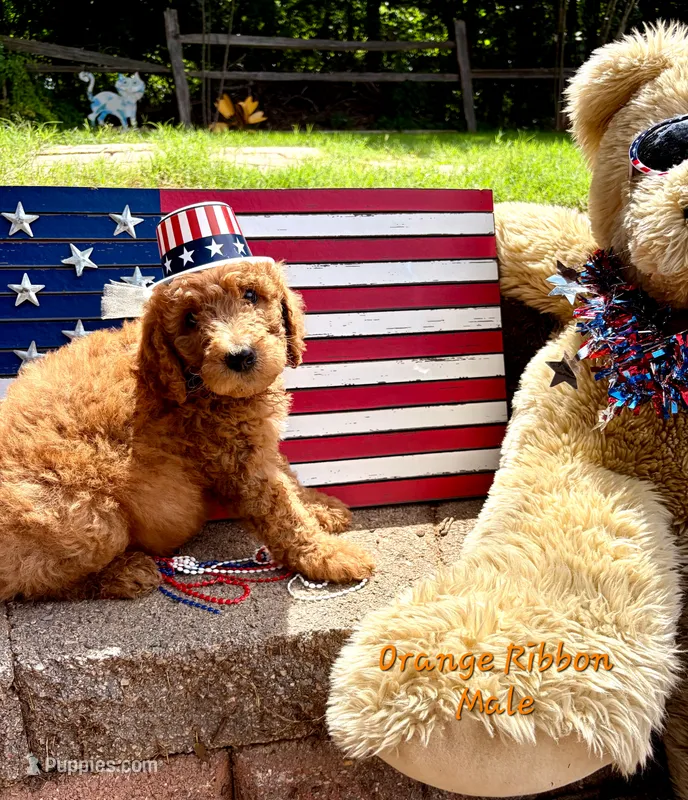 ORANGE RIBBON- I can be YOURS!  – Goldendoodle puppy for sale in Edmond, OK