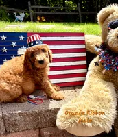 ORANGE RIBBON- I can be YOURS! , a male Goldendoodle for sale in Edmond, OK – 1 of 6