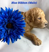 BLUE RIBBON- ON HOLD, a male Goldendoodle for sale in Edmond, OK – 3 of 6