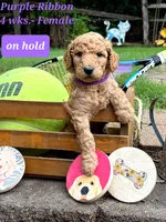 Purple Ribbon- ON HOLD, a female Goldendoodle for sale in Edmond, OK – 1 of 4