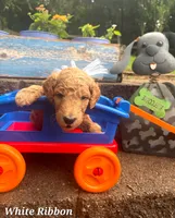 WHITE RIBBON- CHOOSE ME!, a male Goldendoodle for sale in Edmond, OK – 4 of 6