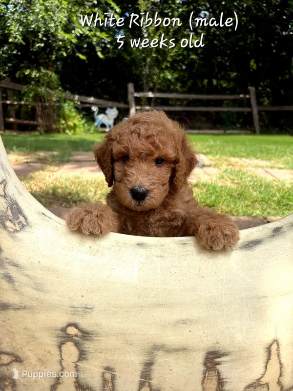 WHITE RIBBON  – Goldendoodle puppy for sale in Edmond, OK