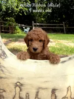 WHITE RIBBON- CHOOSE ME!, a male Goldendoodle for sale in Edmond, OK – 2 of 6
