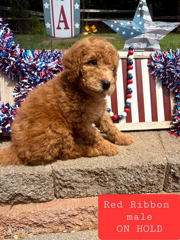 RED RIBBON- ON HOLD – Goldendoodle puppy for sale in Edmond, OK