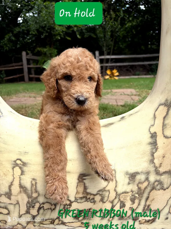 GREEN RIBBON- on hold – Goldendoodle puppy for sale in Edmond, OK