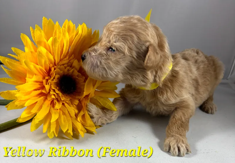 Yellow Ribbon  – Goldendoodle puppy for sale in Edmond, OK