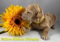 Yellow Ribbon , a female Goldendoodle for sale in Edmond, OK – 1 of 1