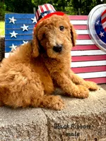 BLACK RIBBON- PICK ME! , a male Goldendoodle for sale in Edmond, OK – 1 of 6