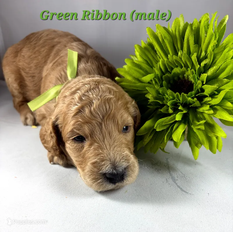GREEN RIBBON  – Goldendoodle puppy for sale in Edmond, OK