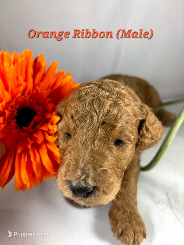 ORANGE RIBBON  – Goldendoodle puppy for sale in Edmond, OK
