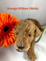 ORANGE RIBBON , a male Goldendoodle for sale in Edmond, OK – 1 of 1