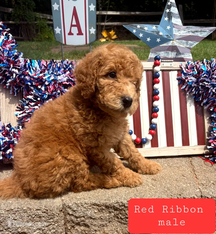 RED RIBBON- I'M AVAILABLE!  – Goldendoodle puppy for sale in Edmond, OK