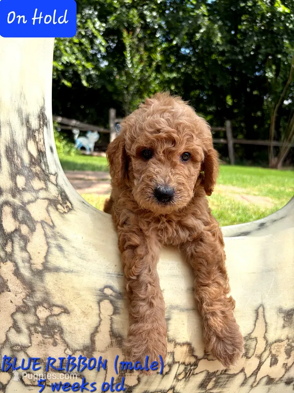 BLUE RIBBON- on hold – Goldendoodle puppy for sale in Edmond, OK