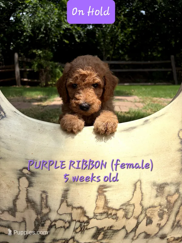Purple Ribbon- ON HOLD – Goldendoodle puppy for sale in Edmond, OK