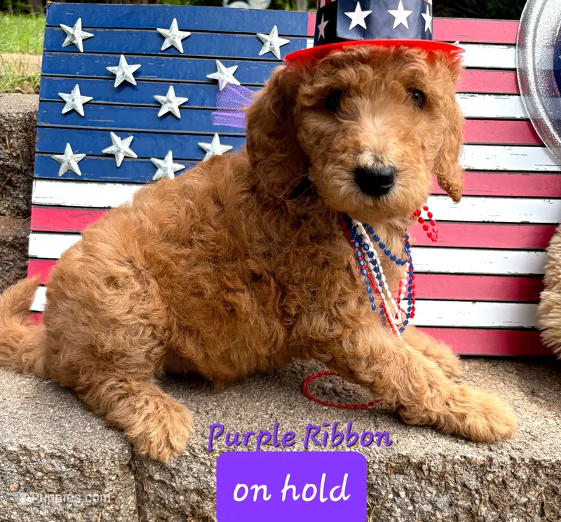 Purple Ribbon- ON HOLD – Goldendoodle puppy for sale in Edmond, OK