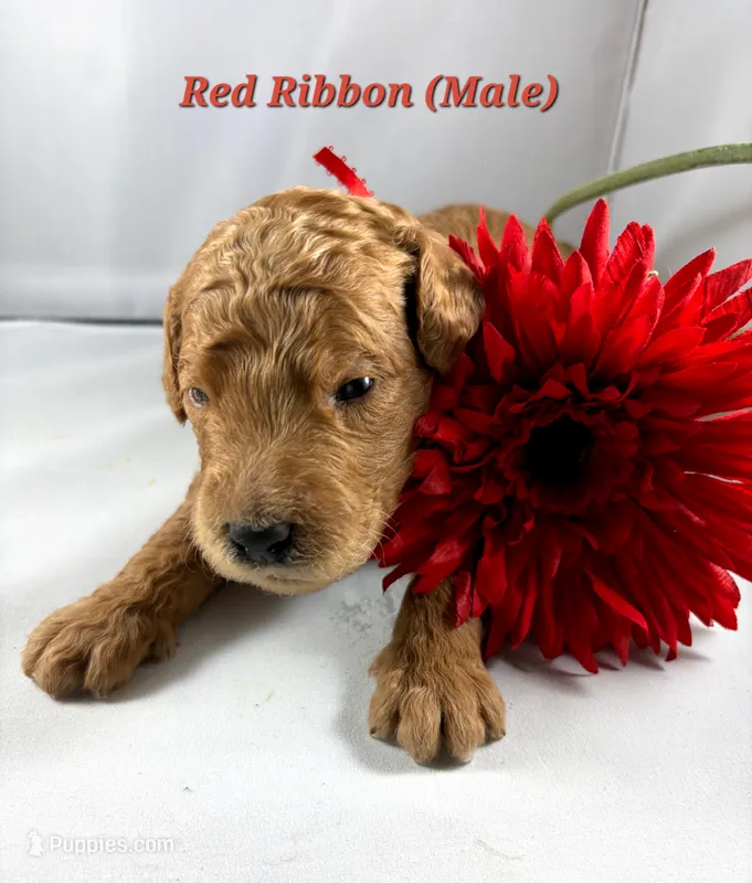 RED RIBBON  – Goldendoodle puppy for sale in Edmond, OK