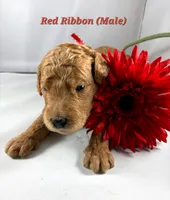 RED RIBBON , a male Goldendoodle for sale in Edmond, OK – 1 of 1
