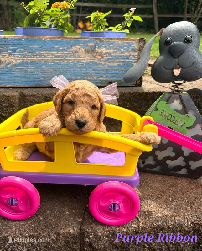Purple Ribbon  – Goldendoodle puppy for sale in Edmond, OK