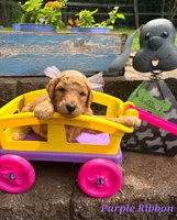 Purple Ribbon- ON HOLD, a female Goldendoodle for sale in Edmond, OK – 2 of 4