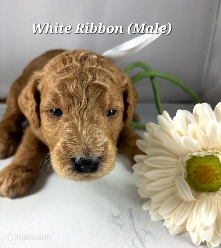 WHITE RIBBON  – Goldendoodle puppy for sale in Edmond, OK