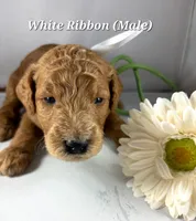 WHITE RIBBON , a male Goldendoodle for sale in Edmond, OK – 1 of 1