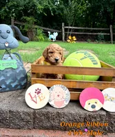 ORANGE RIBBON- I can be YOURS! , a male Goldendoodle for sale in Edmond, OK – 3 of 6