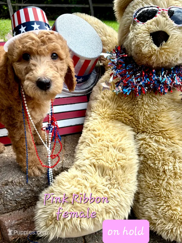 Pink Ribbon- ON HOLD – Goldendoodle puppy for sale in Edmond, OK