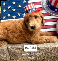 WHITE RIBBON- On Hold!, a male Goldendoodle for sale in Edmond, OK – 2 of 7