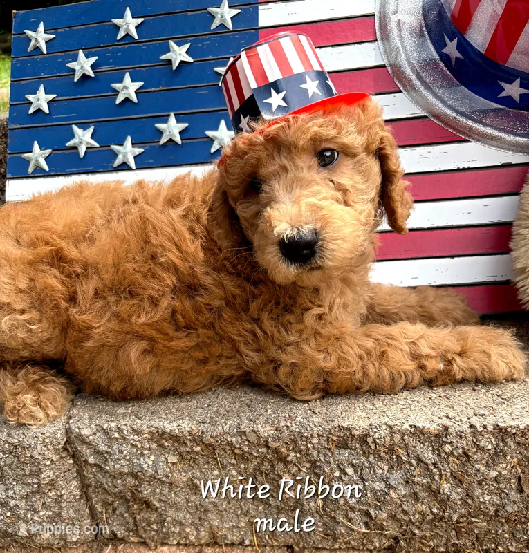 WHITE RIBBON- CHOOSE ME! – Goldendoodle puppy for sale in Edmond, OK